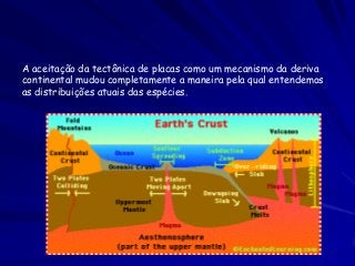 A aceitação da tectônica de placas como um mecanismo da deriva
continental mudou completamente a maneira pela qual entendemos
as distribuições atuais das espécies.
 