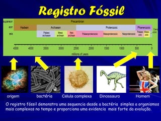Erasmus Darwin (1731-1802)
Como naturalista, ele formulou
  as primeiras teorias formais
  sobre a evolução publicada
  em Zoonomia, ou, The Laws
  of Organic Life (1794-
  1796).
Ele ainda apresentou suas
  idéias da evolução em
  verso, e em especial na
  poema publicado após sua
  morte: The Temple of
  Nature.
 