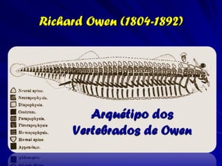 Jean-Baptiste Lamarck (1744-
                 1829)
As contribuições de Lamarck’ a teoria
  evolutiva, seus trabalhos sobre os
  invertebrados representam um bom
  avanço das classificações
  existentes; ele foi o primeiro de
  separar os Crustácea, Arachnida, e
  Anelídea do "Inseto." Sua
  classificação dos moluscos foi um
  avanço significativo; Lamarck
  quebrou com a tradição ao retirar
  os tunicados da Molusca. Lamarck
  antecipou a teoria de células de
  Schleiden e Schwann ao afirmar
  que: . . . Nenhum corpo pode ter
  vida se suas partes constituintes
  não são tecidos celulares ou não são
  formadas por tecidos celulares.
 