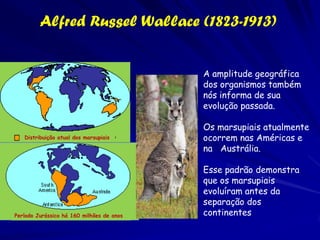 Étienne Geoffroy St. Hilaire (1772-
              1844)
St. Hilaire dedicou muito tempo em fazer
    regras para decidir quando as estruturas
    em dois organismos diferentes eram
    variantes do mesmo tipo -- na
    terminologia moderna, quando eram
    homologas. Seus critérios eram as
    conexões entre as partes: as estruturas
    em organismos diferentes eram as
    mesmas se suas partes eram conectadas
    entre se no mesmo padrão
St. Hilaire não era um biólogo evolutivo, mas o
    campo de estudo de Geoffroy era a
    morfologia – o estudo de forma
    simplesmente, e não a historia evolutiva
    das formas. As formas arquetípicas da
    “zoologia transcendental " de St. Hilaire
    eram abstrações, não ancestrais fosseis; a
    forma arqutípica compartilhada não
    implicava um ancestral comum.
 