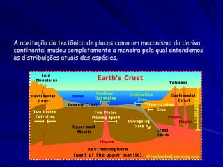 Thomas Henry Huxley (1825-1895)

Mas, Huxley não seguiu cegamente a teoria de Darwin, e criticou a
  teoria ainda na sua defesa. In particular, onde Darwin viu a evolução
  como um processo contínua devagar, Huxley pensou que uma
  linhagem em evolução podia fazer saltos rápidos.
Huxley explicitamente apresentou evidencia da evolução humana.
Ele é melhor conhecido pelo debate em junho de 1860, na reunião da
   British Association em Oxford. Seu oponente, Arcebispo Samuel
   Wilberforce, tinha treinamento do debate contra Huxley fornecido
   por Richard Owen. Durante o debate, o Arcebispo Wilberforce
   ridículo a evolução e perguntou a Huxley se ele foi descendente do
   lado do avo ou vovô. Os contos que existem do que aconteceu em
   seguida, mas aparentemente, Huxley falou “O Senhor lhe entregou a
   meus mãos," e levantou para apresentar uma defesa brilhante da
   teoria de Darwin, concluindo com o toco, “Preferia ser descendente
   de dois macacos do que ser um Homem que tem medo da verdade."
 