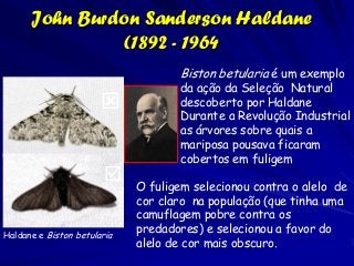 John Burdon Sanderson Haldane
                (1892 - 1964
                                    Biston betularia é um exemp...