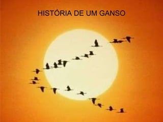 HISTÓRIA DE UM GANSO 