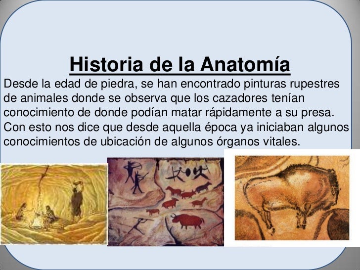 Historia de la anatomía 2011 Historia de la anatomía 2011