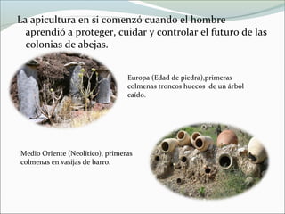 Historia evolutiva de las colmenas: Colmenas de abejas (Spanish Edition)