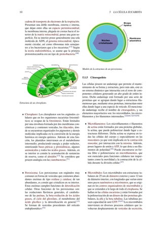 10 5 LA CÉLULA EUCARIOTA
cadena de transporte de electrones de la respiración.
Presentan una doble membrana, externa e interna,
que dejan entre ellas un espacio perimitocondrial;
la membrana interna, plegada en crestas hacia el in-
terior de la matriz mitocondrial, posee una gran su-
perﬁcie. En su interior posee generalmente una sola
molécula de ADN, el genoma mitocondrial, típica-
mente circular, así como ribosomas más semejan-
tes a los bacterianos que a los eucariotas.[13]
Según
la teoría endosimbiótica, se asume que la primera
protomitocondria era un tipo de proteobacteria.[50]
membrana externa
membrana interna
espacio intermembrana
granum
DNA
cloroplástico
plastorribosomaplastoglóbulo
estroma
membrana del tilacoide
espacio intratilacoidal
lamelas o tilacoides del estroma
tilacoide
de los grana
Estructura de un cloroplasto.
• Cloroplasto: Los cloroplastos son los orgánulos ce-
lulares que en los organismos eucariotas fotosinté-
ticos se ocupan de la fotosíntesis. Están limitados
por una envoltura formada por dos membranas con-
céntricas y contienen vesículas, los tilacoides, don-
de se encuentran organizados los pigmentos y demás
moléculas implicadas en la conversión de la energía
lumínica en energía química. Además de esta fun-
ción, los plastidios intervienen en el metabolismo
intermedio, produciendo energía y poder reductor,
sintetizando bases púricas y pirimidínicas, algunos
aminoácidos y todos los ácidos grasos. Además, en
su interior es común la acumulación de sustancias
de reserva, como el almidón.[13]
Se considera que
poseen analogía con las cianobacterias.[51]
• Peroxisoma: Los peroxisomas son orgánulos muy
comunes en forma de vesículas que contienen abun-
dantes enzimas de tipo oxidasa y catalasa; de tan
abundantes, es común que cristalicen en su interior.
Estas enzimas cumplen funciones de detoxiﬁcación
celular. Otras funciones de los peroxisomas son:
las oxidaciones ﬂavínicas generales, el catabolis-
mo de las purinas, la beta-oxidación de los ácidos
grasos, el ciclo del glioxilato, el metabolismo del
ácido glicólico y la detoxiﬁcación en general.[13]
Se forman de vesículas procedentes del retículo
endoplasmático.[52]
Membrana
plasmática
Bicapa
lipídica
Núcleo
cristalizado
Modelo de la estructura de un peroxisoma.
5.1.5 Citoesqueleto
Las células poseen un andamiaje que permite el mante-
nimiento de su forma y estructura, pero más aún, este es
un sistema dinámico que interactúa con el resto de com-
ponentes celulares generando un alto grado de orden in-
terno. Dicho andamiaje está formado por una serie de
proteínas que se agrupan dando lugar a estructuras ﬁla-
mentosas que, mediante otras proteínas, interactúan entre
ellas dando lugar a una especie de retículo. El menciona-
do andamiaje recibe el nombre de citoesqueleto, y sus
elementos mayoritarios son: los microtúbulos, los micro-
ﬁlamentos y los ﬁlamentos intermedios.[2][nota 2][53][54]
• Microﬁlamentos: Los microﬁlamentos o ﬁlamentos
de actina están formados por una proteína globular,
la actina, que puede polimerizar dando lugar a es-
tructuras ﬁliformes. Dicha actina se expresa en to-
das las células del cuerpo y especialmente en las
musculares ya que está implicada en la contracción
muscular, por interacción con la miosina. Además,
posee lugares de unión a ATP, lo que dota a sus ﬁla-
mentos de polaridad.[55]
Puede encontrarse en for-
ma libre o polimerizarse en microﬁlamentos, que
son esenciales para funciones celulares tan impor-
tantes como la movilidad y la contracción de la cé-
lula durante la división celular.[47]
• Microtúbulos: Los microtúbulos son estructuras tu-
bulares de 25 nm de diámetro exterior y unos 12 nm
de diámetro interior, con longitudes que varían entre
unos pocos nanómetros a micrómetros, que se origi-
nan en los centros organizadores de microtúbulos y
que se extienden a lo largo de todo el citoplasma. Se
hallan en las células eucariotas y están formadas por
la polimerización de un dímero de dos proteínas glo-
bulares, la alfa y la beta tubulina. Las tubulinas po-
seen capacidad de unir GTP.[2][47]
Los microtúbulos
intervienen en diversos procesos celulares que in-
volucran desplazamiento de vesículas de secreción,
 