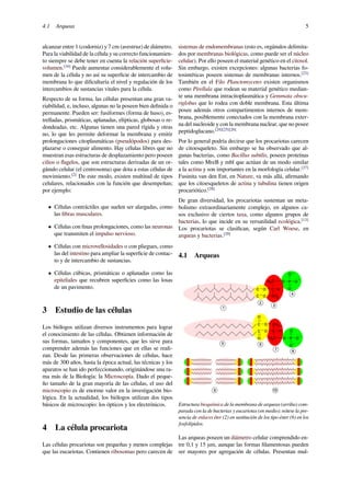 4.1 Arqueas 5
alcanzar entre 1 (codorniz) y 7 cm (avestruz) de diámetro.
Para la viabilidad de la célula y su correcto funcionamien-
to siempre se debe tener en cuenta la relación superﬁcie-
volumen.[16]
Puede aumentar considerablemente el volu-
men de la célula y no así su superﬁcie de intercambio de
membrana lo que diﬁcultaría el nivel y regulación de los
intercambios de sustancias vitales para la célula.
Respecto de su forma, las células presentan una gran va-
riabilidad, e, incluso, algunas no la poseen bien deﬁnida o
permanente. Pueden ser: fusiformes (forma de huso), es-
trelladas, prismáticas, aplanadas, elípticas, globosas o re-
dondeadas, etc. Algunas tienen una pared rígida y otras
no, lo que les permite deformar la membrana y emitir
prolongaciones citoplasmáticas (pseudópodos) para des-
plazarse o conseguir alimento. Hay células libres que no
muestran esas estructuras de desplazamiento pero poseen
cilios o ﬂagelos, que son estructuras derivadas de un or-
gánulo celular (el centrosoma) que dota a estas células de
movimiento.[2]
De este modo, existen multitud de tipos
celulares, relacionados con la función que desempeñan;
por ejemplo:
• Células contráctiles que suelen ser alargadas, como
las ﬁbras musculares.
• Células con ﬁnas prolongaciones, como las neuronas
que transmiten el impulso nervioso.
• Células con microvellosidades o con pliegues, como
las del intestino para ampliar la superﬁcie de contac-
to y de intercambio de sustancias.
• Células cúbicas, prismáticas o aplanadas como las
epiteliales que recubren superﬁcies como las losas
de un pavimento.
3 Estudio de las células
Los biólogos utilizan diversos instrumentos para lograr
el conocimiento de las células. Obtienen información de
sus formas, tamaños y componentes, que les sirve para
comprender además las funciones que en ellas se reali-
zan. Desde las primeras observaciones de células, hace
más de 300 años, hasta la época actual, las técnicas y los
aparatos se han ido perfeccionando, originándose una ra-
ma más de la Biología: la Microscopía. Dado el peque-
ño tamaño de la gran mayoría de las células, el uso del
microscopio es de enorme valor en la investigación bio-
lógica. En la actualidad, los biólogos utilizan dos tipos
básicos de microscopio: los ópticos y los electrónicos.
4 La célula procariota
Las células procariotas son pequeñas y menos complejas
que las eucariotas. Contienen ribosomas pero carecen de
sistemas de endomembranas (esto es, orgánulos delimita-
dos por membranas biológicas, como puede ser el núcleo
celular). Por ello poseen el material genético en el citosol.
Sin embargo, existen excepciones: algunas bacterias fo-
tosintéticas poseen sistemas de membranas internos.[23]
También en el Filo Planctomycetes existen organismos
como Pirellula que rodean su material genético median-
te una membrana intracitoplasmática y Gemmata obscu-
riglobus que lo rodea con doble membrana. Esta última
posee además otros compartimentos internos de mem-
brana, posiblemente conectados con la membrana exter-
na del nucleoide y con la membrana nuclear, que no posee
peptidoglucano.[24][25][26]
Por lo general podría decirse que los procariotas carecen
de citoesqueleto. Sin embargo se ha observado que al-
gunas bacterias, como Bacillus subtilis, poseen proteínas
tales como MreB y mbl que actúan de un modo similar
a la actina y son importantes en la morfología celular.[27]
Fusinita van den Ent, en Nature, va más allá, aﬁrmando
que los citoesqueletos de actina y tubulina tienen origen
procariótico.[28]
De gran diversidad, los procariotas sustentan un meta-
bolismo extraordinariamente complejo, en algunos ca-
sos exclusivo de ciertos taxa, como algunos grupos de
bacterias, lo que incide en su versatilidad ecológica.[13]
Los procariotas se clasiﬁcan, según Carl Woese, en
arqueas y bacterias.[29]
4.1 Arqueas
Estructura bioquímica de la membrana de arqueas (arriba) com-
parada con la de bacterias y eucariotas (en medio): nótese la pre-
sencia de enlaces éter (2) en sustitución de los tipo éster (6) en los
fosfolípidos.
Las arqueas poseen un diámetro celular comprendido en-
tre 0,1 y 15 μm, aunque las formas ﬁlamentosas pueden
ser mayores por agregación de células. Presentan mul-
 