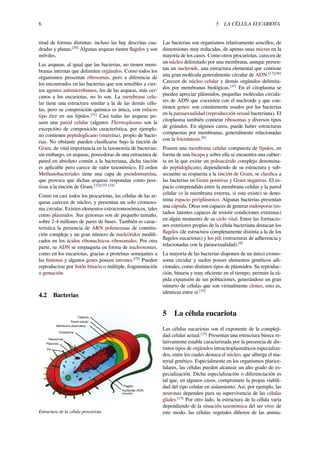 6 5 LA CÉLULA EUCARIOTA
titud de formas distintas: incluso las hay descritas cua-
dradas y planas.[30]
Algunas arqueas tienen ﬂagelos y son
móviles.
Las arqueas, al igual que las bacterias, no tienen mem-
branas internas que delimiten orgánulos. Como todos los
organismos presentan ribosomas, pero a diferencia de
los encontrados en las bacterias que son sensibles a cier-
tos agentes antimicrobianos, los de las arqueas, más cer-
canos a los eucariotas, no lo son. La membrana celu-
lar tiene una estructura similar a la de las demás célu-
las, pero su composición química es única, con enlaces
tipo éter en sus lípidos.[31]
Casi todas las arqueas po-
seen una pared celular (algunos Thermoplasma son la
excepción) de composición característica, por ejemplo,
no contienen peptidoglicano (mureína), propio de bacte-
rias. No obstante pueden clasiﬁcarse bajo la tinción de
Gram, de vital importancia en la taxonomía de bacterias;
sin embargo, en arqueas, poseedoras de una estructura de
pared en absoluto común a la bacteriana, dicha tinción
es aplicable pero carece de valor taxonómico. El orden
Methanobacteriales tiene una capa de pseudomureína,
que provoca que dichas arqueas respondan como posi-
tivas a la tinción de Gram.[32][33] [34]
Como en casi todos los procariotas, las células de las ar-
queas carecen de núcleo, y presentan un solo cromoso-
ma circular. Existen elementos extracromosómicos, tales
como plásmidos. Sus genomas son de pequeño tamaño,
sobre 2-4 millones de pares de bases. También es carac-
terística la presencia de ARN polimerasas de constitu-
ción compleja y un gran número de nucleótidos modiﬁ-
cados en los ácidos ribonucleicos ribosomales. Por otra
parte, su ADN se empaqueta en forma de nucleosomas,
como en los eucariotas, gracias a proteínas semejantes a
las histonas y algunos genes poseen intrones.[35]
Pueden
reproducirse por ﬁsión binaria o múltiple, fragmentación
o gemación.
4.2 Bacterias
Citoplasma
Ribosomas
Plásmido
Pili
Cápsula
Pared celular
Membrana plasmática
Flagelo
Nucleoide (ADN
circular)
Estructura de la célula procariota.
Las bacterias son organismos relativamente sencillos, de
dimensiones muy reducidas, de apenas unas micras en la
mayoría de los casos. Como otros procariotas, carecen de
un núcleo delimitado por una membrana, aunque presen-
tan un nucleoide, una estructura elemental que contiene
una gran molécula generalmente circular de ADN.[17][36]
Carecen de núcleo celular y demás orgánulos delimita-
dos por membranas biológicas.[37]
En el citoplasma se
pueden apreciar plásmidos, pequeñas moléculas circula-
res de ADN que coexisten con el nucleoide y que con-
tienen genes: son comúnmente usados por las bacterias
en la parasexualidad (reproducción sexual bacteriana). El
citoplasma también contiene ribosomas y diversos tipos
de gránulos. En algunos casos, puede haber estructuras
compuestas por membranas, generalmente relacionadas
con la fotosíntesis.[9]
Poseen una membrana celular compuesta de lípidos, en
forma de una bicapa y sobre ella se encuentra una cubier-
ta en la que existe un polisacárido complejo denomina-
do peptidoglicano; dependiendo de su estructura y sub-
secuente su respuesta a la tinción de Gram, se clasiﬁca a
las bacterias en Gram positivas y Gram negativas. El es-
pacio comprendido entre la membrana celular y la pared
celular (o la membrana externa, si esta existe) se deno-
mina espacio periplásmico. Algunas bacterias presentan
una cápsula. Otras son capaces de generar endosporas (es-
tadios latentes capaces de resistir condiciones extremas)
en algún momento de su ciclo vital. Entre las formacio-
nes exteriores propias de la célula bacteriana destacan los
ﬂagelos (de estructura completamente distinta a la de los
ﬂagelos eucariotas) y los pili (estructuras de adherencia y
relacionadas con la parasexualidad).[9]
La mayoría de las bacterias disponen de un único cromo-
soma circular y suelen poseer elementos genéticos adi-
cionales, como distintos tipos de plásmidos. Su reproduc-
ción, binaria y muy eﬁciente en el tiempo, permite la rá-
pida expansión de sus poblaciones, generándose un gran
número de células que son virtualmente clones, esto es,
idénticas entre sí.[35]
5 La célula eucariota
Las células eucariotas son el exponente de la compleji-
dad celular actual.[15]
Presentan una estructura básica re-
lativamente estable caracterizada por la presencia de dis-
tintos tipos de orgánulos intracitoplasmáticos especializa-
dos, entre los cuales destaca el núcleo, que alberga el ma-
terial genético. Especialmente en los organismos plurice-
lulares, las células pueden alcanzar un alto grado de es-
pecialización. Dicha especialización o diferenciación es
tal que, en algunos casos, compromete la propia viabili-
dad del tipo celular en aislamiento. Así, por ejemplo, las
neuronas dependen para su supervivencia de las células
gliales.[13]
Por otro lado, la estructura de la célula varía
dependiendo de la situación taxonómica del ser vivo: de
este modo, las células vegetales diﬁeren de las anima-
 