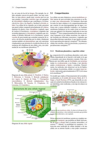 5.1 Compartimentos 7
les, así como de las de los hongos. Por ejemplo, las cé-
lulas animales carecen de pared celular, son muy varia-
bles, no tiene plastos, puede tener vacuolas pero no son
muy grandes y presentan centríolos (que son agregados
de microtúbulos cilíndricos que contribuyen a la forma-
ción de los cilios y los ﬂagelos y facilitan la división ce-
lular). Las células de los vegetales, por su lado, presentan
una pared celular compuesta principalmente de celulosa,
disponen de plastos como cloroplastos (orgánulo capaz
de realizar la fotosíntesis), cromoplastos (orgánulos que
acumulan pigmentos) o leucoplastos (orgánulos que acu-
mulan el almidón fabricado en la fotosíntesis), poseen
vacuolas de gran tamaño que acumulan sustancias de re-
serva o de desecho producidas por la célula y ﬁnalmente
cuentan también con plasmodesmos, que son conexiones
citoplasmáticas que permiten la circulación directa de las
sustancias del citoplasma de una célula a otra, con conti-
nuidad de sus membranas plasmáticas.[38]
Diagrama de una célula animal. (1. Nucléolo, 2. Núcleo,
3. Ribosoma, 4. Vesícula, 5. Retículo endoplasmá-
tico rugoso, 6. Aparato de Golgi, 7. Citoesqueleto
(microtúbulos), 8. Retículo endoplasmático liso,
9. Mitocondria, 10. Vacuola, 11. Citoplasma, 12.
Lisosoma. 13. Centríolos.).
Diagrama de una célula vegetal
5.1 Compartimentos
Las células son entes dinámicos, con un metabolismo ce-
lular interno de gran actividad cuya estructura es un ﬂu-
jo entre rutas anastomosadas. Un fenómeno observado
en todos los tipos celulares es la compartimentalización,
que consiste en una heterogeneidad que da lugar a en-
tornos más o menos deﬁnidos (rodeados o no mediante
membranas biológicas) en las cuales existe un microen-
torno que aglutina a los elementos implicados en una ruta
biológica.[39]
Esta compartimentalización alcanza su má-
ximo exponente en las células eucariotas, las cuales es-
tán formadas por diferentes estructuras y orgánulos que
desarrollan funciones especíﬁcas, lo que supone un méto-
do de especialización espacial y temporal.[2]
No obstante,
células más sencillas, como los procariotas, ya poseen es-
pecializaciones semejantes.[40]
5.1.1 Membrana plasmática y superﬁcie celular
La composición de la membrana plasmática varía entre
células dependiendo de la función o del tejido en la que
se encuentre, pero posee elementos comunes. Está com-
puesta por una doble capa de fosfolípidos, por proteínas
unidas no covalentemente a esa bicapa, y por glúcidos
unidos covalentemente a lípidos o proteínas. General-
mente, las moléculas más numerosas son las de lípidos;
sin embargo, las proteínas, debido a su mayor masa mo-
lecular, representan aproximadamente el 50 % de la masa
de la membrana.[39]
Un modelo que explica el funcionamiento de la membra-
na plasmática es el modelo del mosaico ﬂuido, de J. S.
Singer y Garth Nicolson (1972), que desarrolla un con-
cepto de unidad termodinámica basada en las interaccio-
nes hidrófobas entre moléculas y otro tipo de enlaces no
covalentes.[41]
Esquema de una membrana celular. Se observa la bicapa de fos-
folípidos, las proteínas y otras moléculas asociadas que permiten
las funciones inherentes a este orgánulo.
Dicha estructura de membrana sustenta un complejo me-
canismo de transporte, que posibilita un ﬂuido intercam-
bio de masa y energía entre el entorno intracelular y el
externo.[39]
Además, la posibilidad de transporte e in-
teracción entre moléculas de células aledañas o de una
célula con su entorno faculta a estas poder comunicar-
 