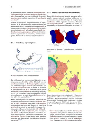 8 5 LA CÉLULA EUCARIOTA
se químicamente, esto es, permite la señalización celular.
Neurotransmisores, hormonas, mediadores químicos lo-
cales afectan a células concretas modiﬁcando el patrón de
expresión génica mediante mecanismos de transducción
de señal.[42]
Sobre la bicapa lipídica, independientemente de la pre-
sencia o no de una pared celular, existe una matriz que
puede variar, de poco conspicua, como en los epitelios, a
muy extensa, como en el tejido conjuntivo. Dicha matriz,
denominada glucocalix (glicocáliz), rica en líquido tisu-
lar, glucoproteínas, proteoglicanos y ﬁbras, también inter-
viene en la generación de estructuras y funciones emer-
gentes, derivadas de las interacciones célula-célula.[13]
5.1.2 Estructura y expresión génica
El ADN y sus distintos niveles de empaquetamiento.
Las células eucariotas poseen su material genético en, ge-
neralmente, un solo núcleo celular, delimitado por una
envoltura consistente en dos bicapas lipídicas atravesa-
das por numerosos poros nucleares y en continuidad con
el retículo endoplasmático. En su interior, se encuentra
el material genético, el ADN, observable, en las células
en interfase, como cromatina de distribución heterogé-
nea. A esta cromatina se encuentran asociadas multitud
de proteínas, entre las cuales destacan las histonas, así co-
mo ARN, otro ácido nucleico.[43]
Dicho material genético se encuentra inmerso en una
actividad continua de regulación de la expresión géni-
ca; las ARN polimerasas transcriben ARN mensajero
continuamente, que, exportado al citosol, es traducido a
proteína, de acuerdo a las necesidades ﬁsiológicas. Asi-
mismo, dependiendo del momento del ciclo celular, di-
cho ADN puede entrar en replicación, como paso previo
a la mitosis.[35]
No obstante, las células eucarióticas po-
seen material genético extranuclear: concretamente, en
mitocondrias y plastos, si los hubiere; estos orgánulos
conservan una independencia genética parcial del geno-
ma nuclear.[44][45]
5.1.3 Síntesis y degradación de macromoléculas
Dentro del citosol, esto es, la matriz acuosa que alber-
ga a los orgánulos y demás estructuras celulares, se en-
cuentran inmersos multitud de tipos de maquinaria de
metabolismo celular: orgánulos, inclusiones, elementos
del citoesqueleto, enzimas... De hecho, estas últimas co-
rresponden al 20 % de las enzimas totales de la célula.[13]
Estructura de los ribosomas; 1) subunidad mayor, 2) subunidad
menor.
Imagen de un núcleo, el retículo endoplasmático y el aparato de
Golgi; 1, Núcleo. 2, Poro nuclear.3, Retículo endoplasmático ru-
goso (REr).4, Retículo endoplasmático liso (REl). 5, Ribosoma
en el RE rugoso. 6, Proteínas siendo transportadas.7, Vesícula
(transporte). 8, Aparato de Golgi. 9, Lado cis del aparato de Gol-
gi.10, Lado trans del aparato de Golgi.11, Cisternas del aparato
de Golgi.
• Ribosoma: Los ribosomas, visibles al microscopio
electrónico como partículas esféricas,[46]
son com-
plejos supramoleculares encargados de ensamblar
proteínas a partir de la información genética que les
llega del ADN transcrita en forma de ARN mensa-
jero. Elaborados en el núcleo, desempeñan su fun-
 