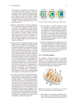 5.1 Compartimentos 9
ción de síntesis de proteínas en el citoplasma. Es-
tán formados por ARN ribosómico y por diver-
sos tipos de proteínas. Estructuralmente, tienen dos
subunidades. En las células, estos orgánulos apare-
cen en diferentes estados de disociación. Cuando
están completos, pueden estar aislados o forman-
do grupos (polisomas). También pueden aparecer
asociados al retículo endoplasmático rugoso o a la
envoltura nuclear.[35]
• Retículo endoplasmático: El retículo endoplasmá-
tico es orgánulo vesicular interconectado que for-
ma cisternas, tubos aplanados y sáculos comuni-
cados entre sí. Intervienen en funciones relaciona-
das con la síntesis proteica, glicosilación de proteí-
nas, metabolismo de lípidos y algunos esteroides,
detoxiﬁcación, así como el tráﬁco de vesículas. En
células especializadas, como las mioﬁbrillas o cé-
lulas musculares, se diferencia en el retículo sarco-
plásmico, orgánulo decisivo para que se produzca la
contracción muscular.[15]
• Aparato de Golgi: El aparato de Golgi es un orgá-
nulo formado por apilamientos de sáculos denomi-
nados dictiosomas, si bien, como ente dinámico, es-
tos pueden interpretarse como estructuras puntuales
fruto de la coalescencia de vesículas.[47][48]
Recibe
las vesículas del retículo endoplasmático rugoso que
han de seguir siendo procesadas. Dentro de las fun-
ciones que posee el aparato de Golgi se encuentran
la glicosilación de proteínas, selección, destinación,
glicosilación de lípidos y la síntesis de polisacáridos
de la matriz extracelular. Posee tres compartimien-
tos; uno proximal al retículo endoplasmático, de-
nominado «compartimento cis», donde se produce
la fosforilación de las manosas de las enzimas que
han de dirigirse al lisosoma; el «compartimento in-
termedio», con abundantes manosidasas y N-acetil-
glucosamina transferasas; y el «compartimento o
red trans», el más distal, donde se transﬁeren resi-
duos de galactosa y ácido siálico, y del que emergen
las vesículas con los diversos destinos celulares.[13]
• Lisosoma: Los lisosomas son orgánulos que alber-
gan multitud de enzimas hidrolíticas. De morfolo-
gía muy variable, no se ha demostrado su existencia
en células vegetales.[13]
Una característica que agru-
pa a todos los lisosomas es la posesión de hidrolasas
ácidas: proteasas, nucleasas, glucosidasas, lisozima,
arilsulfatasas, lipasas, fosfolipasas y fosfatasas. Pro-
cede de la fusión de vesículas procedentes del apara-
to de Golgi, que, a su vez, se fusionan en un tipo de
orgánulo denominado endosoma temprano, el cual,
al acidiﬁcarse y ganar en enzimas hidrolíticos, pasa
a convertirse en el lisosoma funcional. Sus funcio-
nes abarcan desde la degradación de macromolécu-
las endógenas o procedentes de la fagocitosis a la
intervención en procesos de apoptosis.[49]
Hipertónico Isotónico Hipotónico
Vacuola
Flácida TurgentePlasmolizada
La vacuola regula el estado de turgencia de la célula vegetal.
• Vacuola vegetal: Las vacuolas vegetales, numero-
sas y pequeñas en células meristemáticas y esca-
sas y grandes en células diferenciadas, son orgánu-
los exclusivos de los representantes del mundo ve-
getal. Inmersas en el citosol, están delimitadas por
el tonoplasto, una membrana lipídica. Sus funciones
son: facilitar el intercambio con el medio externo,
mantener la turgencia celular, la digestión celular y
la acumulación de sustancias de reserva y subpro-
ductos del metabolismo.[38]
• Inclusión citoplasmática: Las inclusiones son acú-
mulos nunca delimitados por membrana de sustan-
cias de diversa índole, tanto en células vegetales co-
mo animales. Típicamente se trata de sustancias de
reserva que se conservan como acervo metabólico:
almidón, glucógeno, triglicéridos, proteínas... aun-
que también existen de pigmentos.[13]
5.1.4 Conversión energética
El metabolismo celular está basado en la transfor-
mación de unas sustancias químicas, denominadas
metabolitos, en otras; dichas reacciones químicas trans-
curren catalizadas mediante enzimas. Si bien buena parte
del metabolismo sucede en el citosol, como la glucólisis,
existen procesos especíﬁcos de orgánulos.[42]
1
2
3
4
Modelo de una mitocondria: 1, membrana interna; 2, membrana
externa; 3, cresta mitocondrial; 4, matriz mitocondrial.
• Mitocondria: Las mitocondrias son orgánulos de as-
pecto, número y tamaño variable que intervienen
en el ciclo de Krebs, fosforilación oxidativa y en la
 