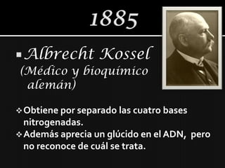  Albrecht        Kossel
(Médico y bioquímico
 alemán)

 Obtiene por separado las cuatro bases
  nitrogenadas.
 Además aprecia un glúcido en el ADN, pero
  no reconoce de cuál se trata.
 