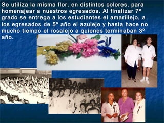 Se utiliza la misma flor, en distintos colores, para
homenajear a nuestros egresados. Al finalizar 7º
grado se entrega a los estudiantes el amarillejo, a
los egresados de 5º año el azulejo y hasta hace no
mucho tiempo el rosalejo a quienes terminaban 3º
año.
 