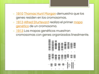 ○ 1910 Thomas Hunt Morgan demuestra que los
genes residen en los cromosomas.
○ 1913 Alfred Sturtevant realiza el primer mapa
genético de un cromosoma.
○ 1913 Los mapas genéticos muestran
cromosomas con genes organizados linealmente.
 