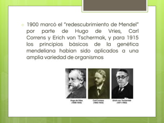 ○ 1900 marcó el “redescubrimiento de Mendel”
por parte de Hugo de Vries, Carl
Correns y Erich von Tschermak, y para 1915
los principios básicos de la genética
mendeliana habían sido aplicados a una
amplia variedad de organismos
 