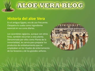 En el antiguo Egipto, era de uso frecuente.
Cleopatra lo usaba como ingrediente
esencial en sus curas diarias.

Los sacerdotes egipcios, aunque con otros
fines, también recurrían a esta planta.
Denominada por ellos como Planta de la
inmortalidad, les servía para preparar los
productos de embalsamiento que se
empleaban en los rituales de enterramiento
de los faraones y de los grandes señores.
 