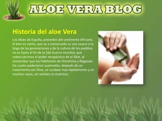Los Aloes de España, proceden del continente Africano.
Si bien es cierto, que se a conservado su uso casero a lo
largo de las generaciones y de la cultura de los pueblos,
no es hasta el fin de la 2da Guerra mundial, que
redescubrimos el poder terapéutico de el Áloe, al
comprobar que los habitantes de Hiroshima y Nagasaki,
los cuales padecieron quemadas, después de un
tratamiento con Áloe, se curaban mas rápidamente y en
muchos casos, sin señales ni cicatrices.
 