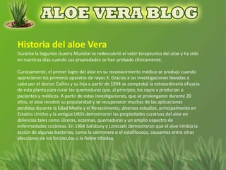 Durante la Segunda Guerra Mundial se redescubrió el valor terapéutico del aloe y ha sido
en nuestros días cuando sus propiedades se han probado clínicamente.

Curiosamente, el primer logro del aloe en su reconocimiento médico se produjo cuando
aparecieron los primeros aparatos de rayos X. Gracias a las investigaciones llevadas a
cabo por el doctor Collins y su hijo a partir de 1934 se comprobó la extraordinaria eficacia
de esta planta para curar las quemaduras que, al principio, los rayos x producían a
pacientes y médicos. A partir de estas investigaciones, que se prolongaron durante 20
años, el aloe recobró su popularidad y se recuperaron muchas de las aplicaciones
perdidas durante la Edad Media y el Renacimiento, diversos estudios, principalmente en
Estados Unidos y la antigua URSS demostraron las propiedades curativas del aloe en
dolencias tales como úlceras, eczemas, quemaduras y un amplio espectro de
enfermedades cutáneas. En 1964 Salisbury y Lorezzeti demostraron que el aloe inhibía la
acción de algunas bacterias, como la salmonera o el estafilococo, causantes entre otras
afecciones de los forúnculos o la fiebre tifoidea.
 