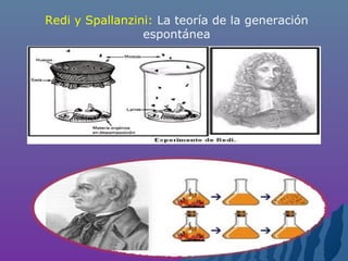 Redi y Spallanzini: La teoría de la generación
espontánea
 