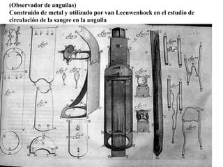 (Observador de anguilas)
Construido de metal y utilizado por van Leeuwenhoek en el estudio de
circulación de la sangre en la anguila
 