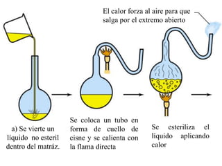 El calor forza al aire para que
                                salga por el extremo abierto




                     Se coloca un tubo en
  a) Se vierte un    forma de cuello de          Se esteriliza el
líquido no esteril   cisne y se calienta con     líquido aplicando
dentro del matráz.   la flama directa            calor
 