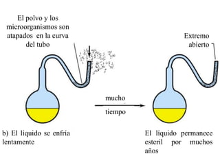 El polvo y los
 microorganismos son
 atapados en la curva                         Extremo
       del tubo                                abierto




                          mucho
                          tiempo

b) El líquido se enfría            El líquido permanece
lentamente                         esteril por muchos
                                   años
 