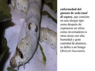 enfermedad del
gusano de seda (mal
di segno), que consiste
en una alergia tipo
asma después de
exponerse en sitios
como invernaderos u
otras áreas con alta
humedad y gran
cantidad de plantas),
se debía a un hongo
(Botrytis bassiana).
 
