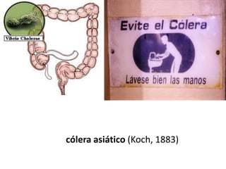 cólera asiático (Koch, 1883)
 