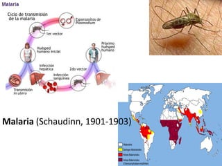Malaria (Schaudinn, 1901-1903)
 