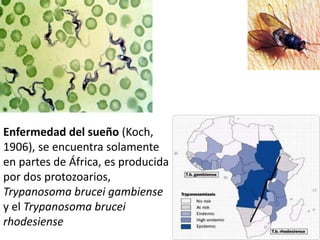 Enfermedad del sueño (Koch,
1906), se encuentra solamente
en partes de África, es producida
por dos protozoarios,
Trypanosoma brucei gambiense
y el Trypanosoma brucei
rhodesiense
 