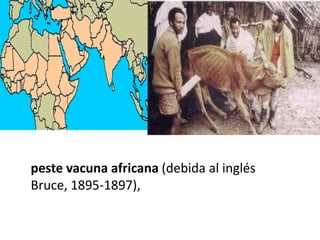 peste vacuna africana (debida al inglés
Bruce, 1895-1897),
 