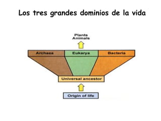 Los tres grandes dominios de la vida
 