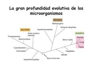 La gran profundidad evolutiva de los
          microorganismos
 