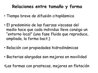 Relaciones entre tamaño y forma

• Tiempo breve de difusión citoplásmica

• El predominio de las fuerzas viscosas del
  medio hace que cada individuo lleve consigo un
  “entorno local” (una fase fluida que reproduce,
  ampliada, la forma bact.)

• Relación con propiedades hidrodinámicas

• Bacterias alargadas son mejores en movilidad

•Las formas con prostecas, mejores en flotación
 