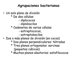 Agrupaciones bacterianas

• Un solo plano de división
     * De dos células:
           - diplococos
           - diplobacilos
     * Cadenetas de varias células
           - estreptococos,
           - estreptobacilos
• Dos o más planos de división (en cocos)
     * Dos planos perpendiculares: tétradas
     * Tres planos ortogonales: sarcinas
       (paquetes cúbicos)
     * Muchos planos aleatorios: estafilococos
 