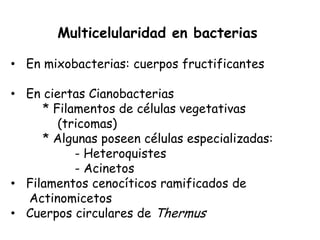 Multicelularidad en bacterias

• En mixobacterias: cuerpos fructificantes

• En ciertas Cianobacterias
     * Filamentos de células vegetativas
        (tricomas)
     * Algunas poseen células especializadas:
           - Heteroquistes
           - Acinetos
• Filamentos cenocíticos ramificados de
  Actinomicetos
• Cuerpos circulares de Thermus
 