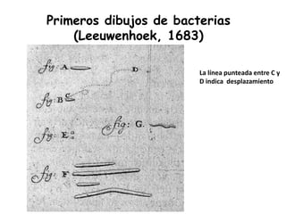 Primeros dibujos de bacterias
    (Leeuwenhoek, 1683)

                        La línea punteada entre C y
                        D indica desplazamiento
 