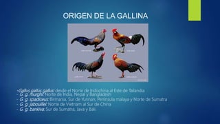 Historia de las gallinas | PPTX