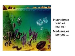 Invertebrats visibles marins: Meduses,esponges,... 