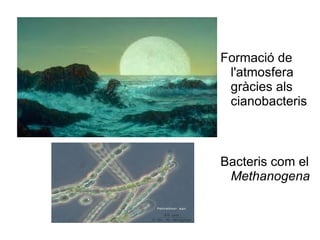 Formació de l'atmosfera gràcies als cianobacteris Bacteris com el  Methanogena 