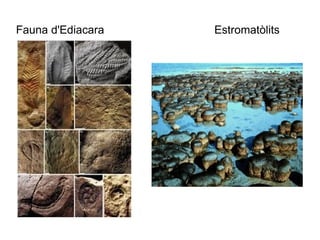 Fauna d'Ediacara  Estromatòlits 