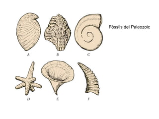 Fòssils del Paleozoic 