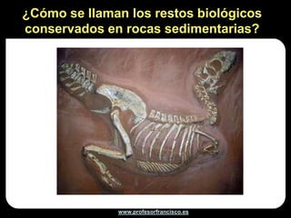 ¿Cómo se llaman los restos biológicos
conservados en rocas sedimentarias?




              www.profesorfrancisco.es
 