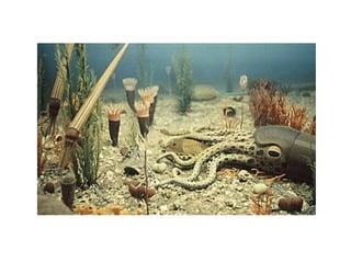 Historia de la tierra1