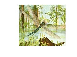 Historia de la tierra1