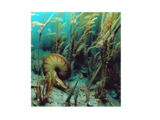 Historia de la tierra1