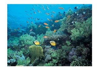 Historia de la tierra1