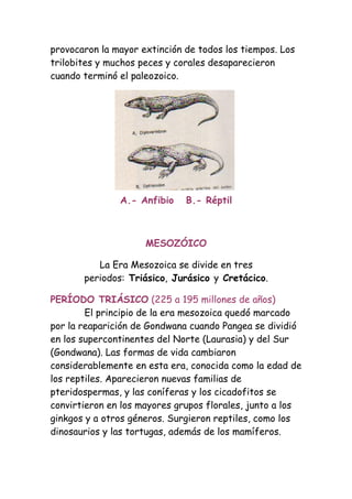 provocaron la mayor extinción de todos los tiempos. Los
trilobites y muchos peces y corales desaparecieron
cuando terminó el paleozoico.




               A.- Anfibio    B.- Réptil



                     MESOZÓICO

          La Era Mesozoica se divide en tres
       periodos: Triásico, Jurásico y Cretácico.

PERÍODO TRIÁSICO (225 a 195 millones de años)
        El principio de la era mesozoica quedó marcado
por la reaparición de Gondwana cuando Pangea se dividió
en los supercontinentes del Norte (Laurasia) y del Sur
(Gondwana). Las formas de vida cambiaron
considerablemente en esta era, conocida como la edad de
los reptiles. Aparecieron nuevas familias de
pteridospermas, y las coníferas y los cicadofitos se
convirtieron en los mayores grupos florales, junto a los
ginkgos y a otros géneros. Surgieron reptiles, como los
dinosaurios y las tortugas, además de los mamíferos.
 