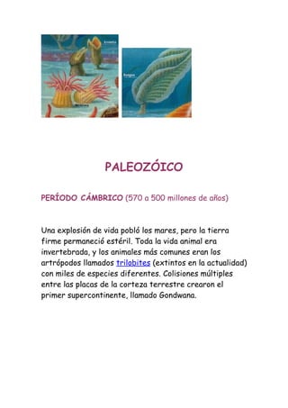PALEOZÓICO

PERÍODO CÁMBRICO (570 a 500 millones de años)



Una explosión de vida pobló los mares, pero la tierra
firme permaneció estéril. Toda la vida animal era
invertebrada, y los animales más comunes eran los
artrópodos llamados trilobites (extintos en la actualidad)
con miles de especies diferentes. Colisiones múltiples
entre las placas de la corteza terrestre crearon el
primer supercontinente, llamado Gondwana.
 