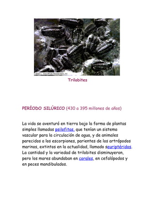 Trilobites




PERÍODO SILÚRICO (430 a 395 millones de años)


La vida se aventuró en tierra bajo la forma de plantas
simples llamadas psilofitas, que tenían un sistema
vascular para la circulación de agua, y de animales
parecidos a los escorpiones, parientes de los artrópodos
marinos, extintos en la actualidad, llamado seuriptéridos.
La cantidad y la variedad de trilobites disminuyeron,
pero los mares abundaban en corales, en cefalópodos y
en peces mandibulados.
 